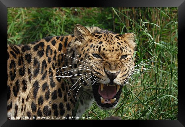 Leopard snarling Framed Print by Nigel Matthews