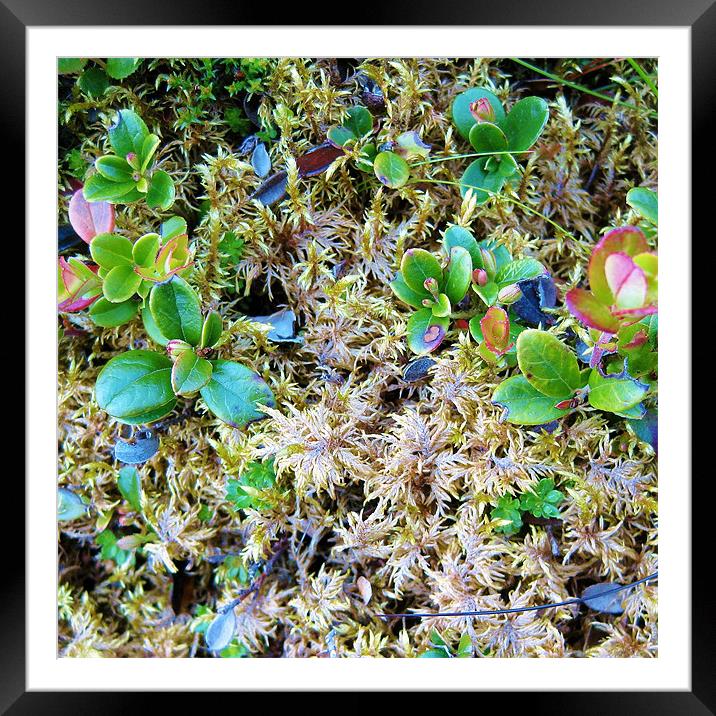 Scottish wildflowers - ground cover Framed Mounted Print by Jo Smith