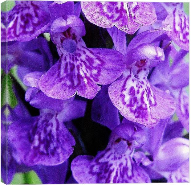 Scottish wildflower - orchid Canvas Print by Jo Smith
