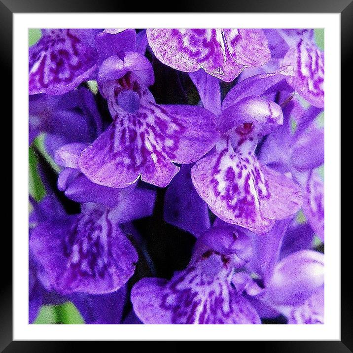 Scottish wildflower - orchid Framed Mounted Print by Jo Smith