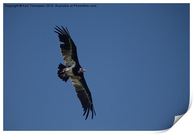 Hampshire Vulture Print by Karl Thompson