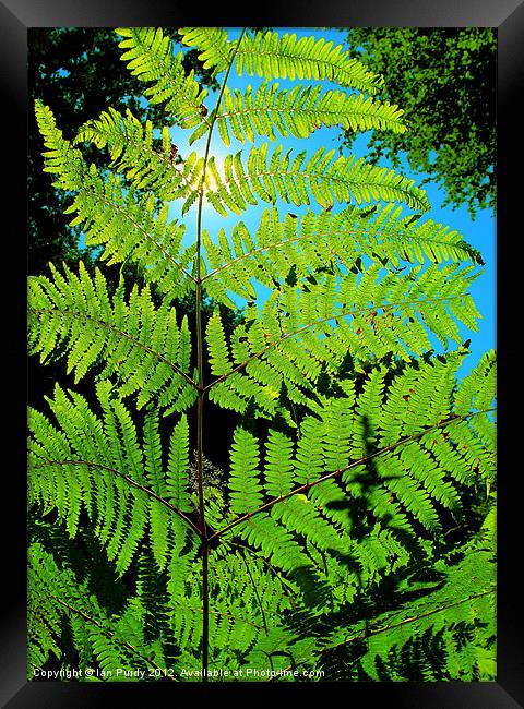 Fern Leaf Framed Print by Ian Purdy
