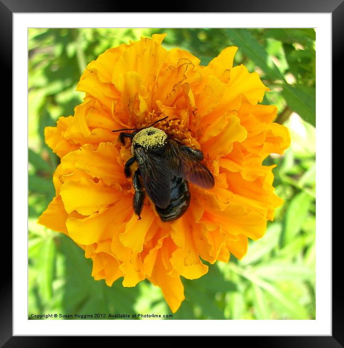 Bumblebee On Orange Marigold Framed Mounted Print by Susan Medeiros