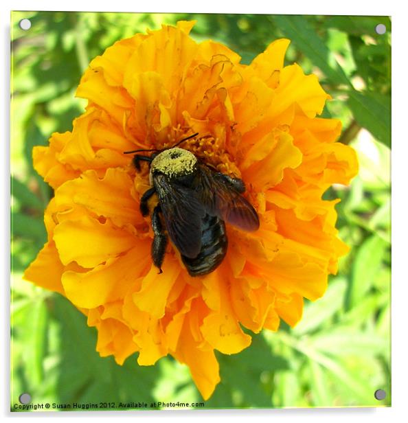 Bumblebee On Orange Marigold Acrylic by Susan Medeiros
