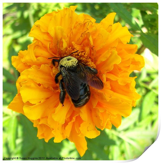 Bumblebee On Orange Marigold Print by Susan Medeiros