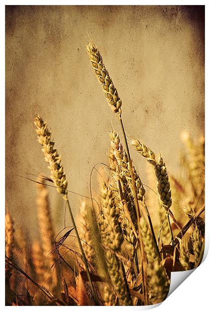 Cornfield, Eynsford, Kent. Print by Dawn Cox