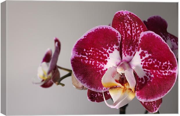 Purple Orchid Canvas Print by Carl Floodgate