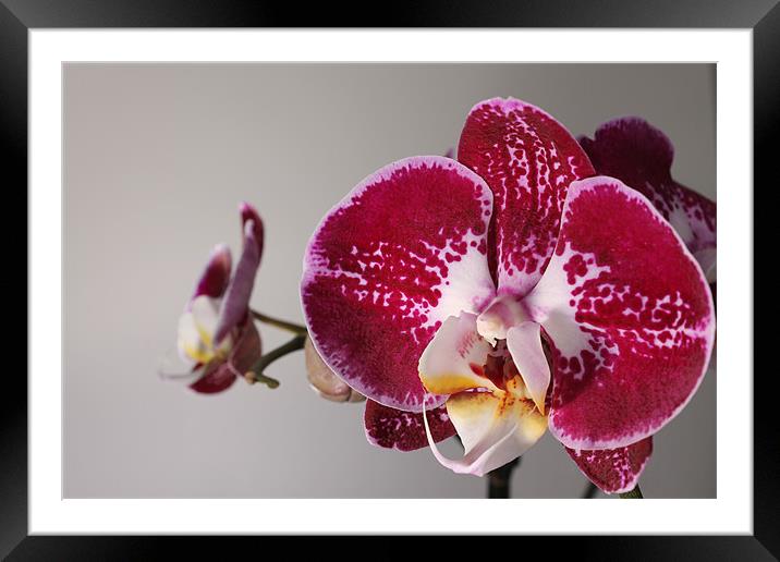 Purple Orchid Framed Mounted Print by Carl Floodgate
