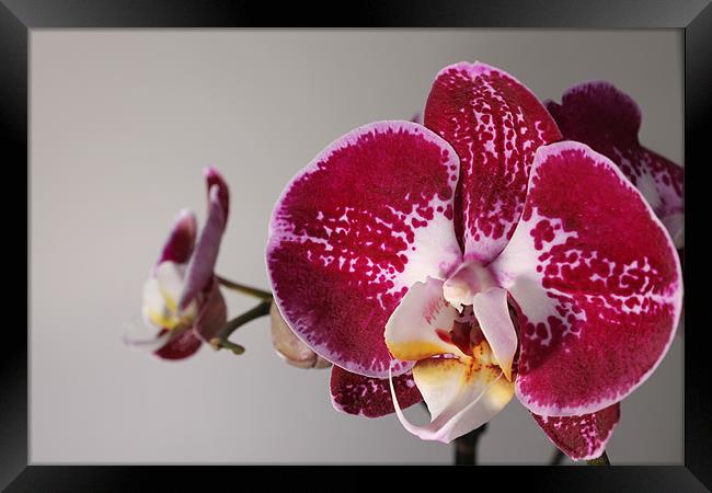 Purple Orchid Framed Print by Carl Floodgate
