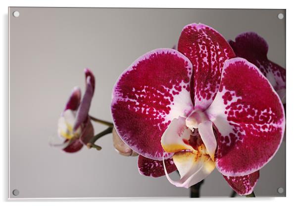 Purple Orchid Acrylic by Carl Floodgate