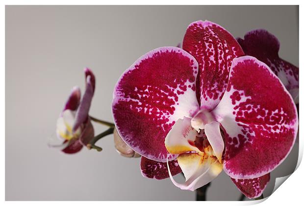 Purple Orchid Print by Carl Floodgate