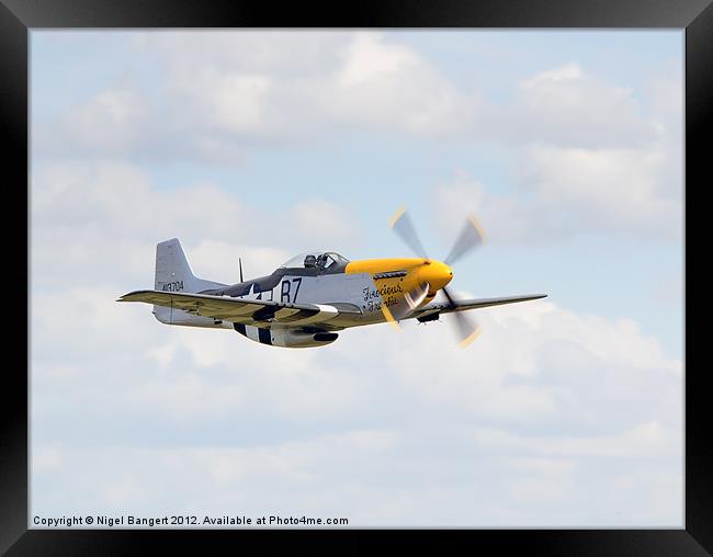 Ferocious Frankie Framed Print by Nigel Bangert