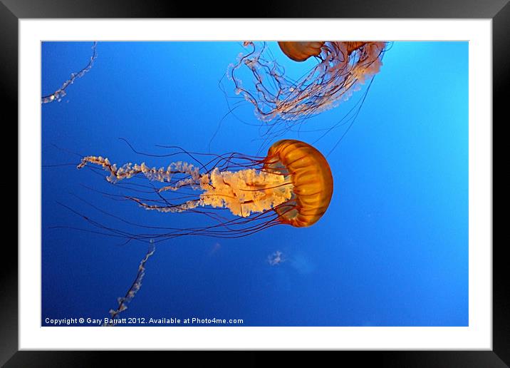 Jelly Of The Deep. Framed Mounted Print by Gary Barratt
