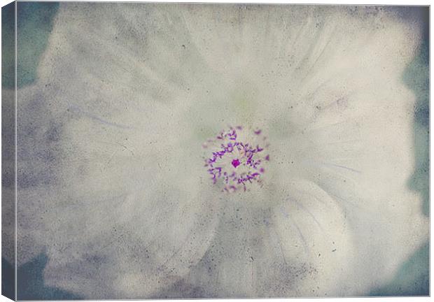 Delicate Flower Canvas Print by Dawn Cox