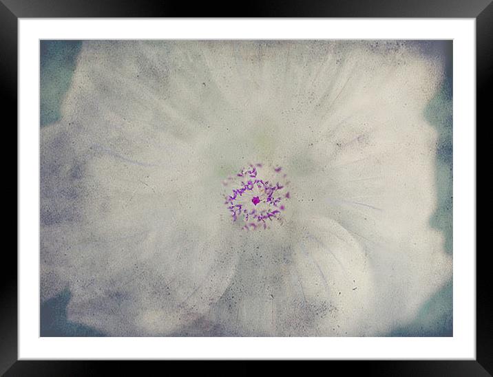 Delicate Flower Framed Mounted Print by Dawn Cox