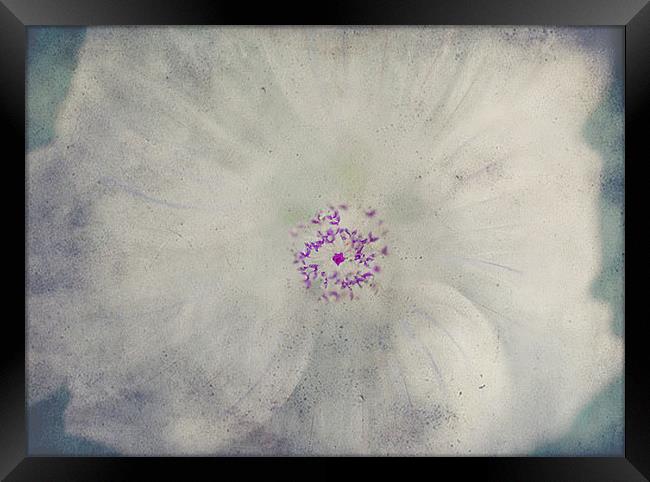 Delicate Flower Framed Print by Dawn Cox