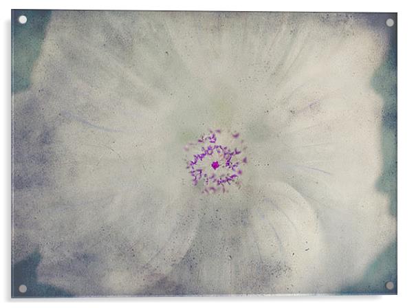 Delicate Flower Acrylic by Dawn Cox