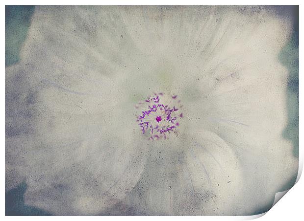 Delicate Flower Print by Dawn Cox