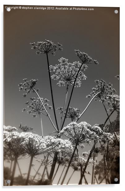 Great pignut wild flower Acrylic by stephen clarridge