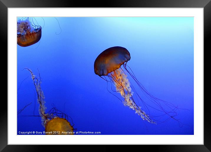 Strange Jellyfish Framed Mounted Print by Gary Barratt