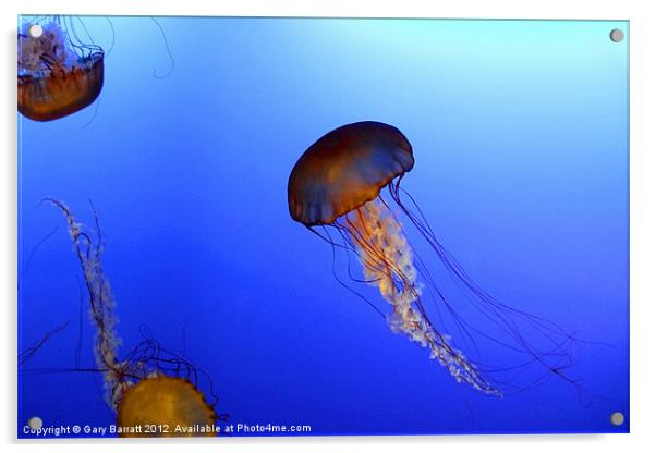 Strange Jellyfish Acrylic by Gary Barratt