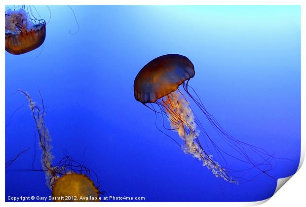 Strange Jellyfish Print by Gary Barratt