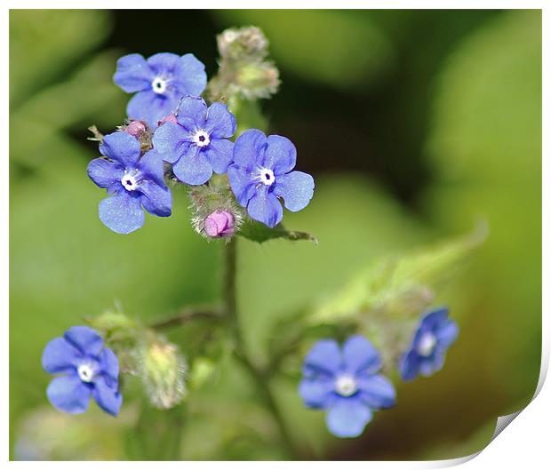 Green Alkanet, Wild Blue Flowers Print by Tony Murtagh