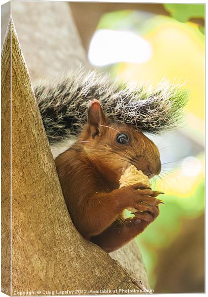 red tailed squirrel Canvas Print by Craig Lapsley