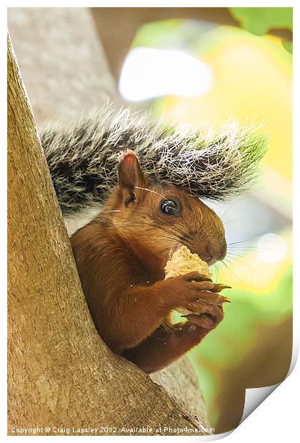 red tailed squirrel Print by Craig Lapsley