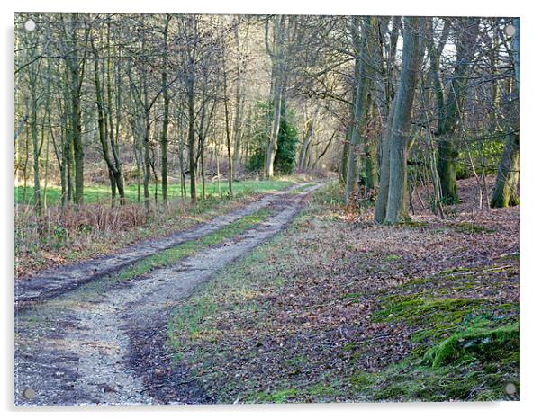 Woodland Path Acrylic by Tony Murtagh