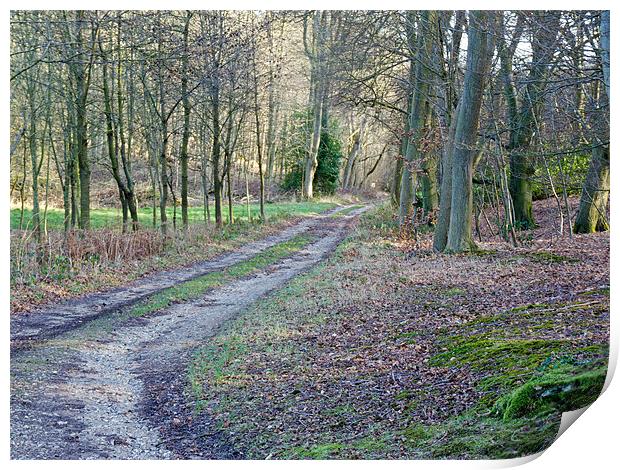 Woodland Path Print by Tony Murtagh