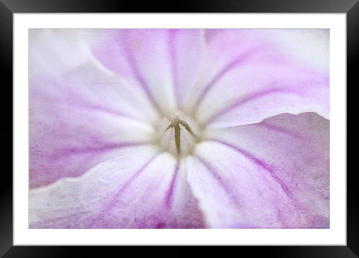 Lilac veined Flower Framed Mounted Print by Dawn Cox