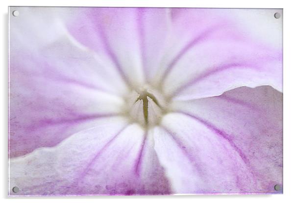 Lilac veined Flower Acrylic by Dawn Cox