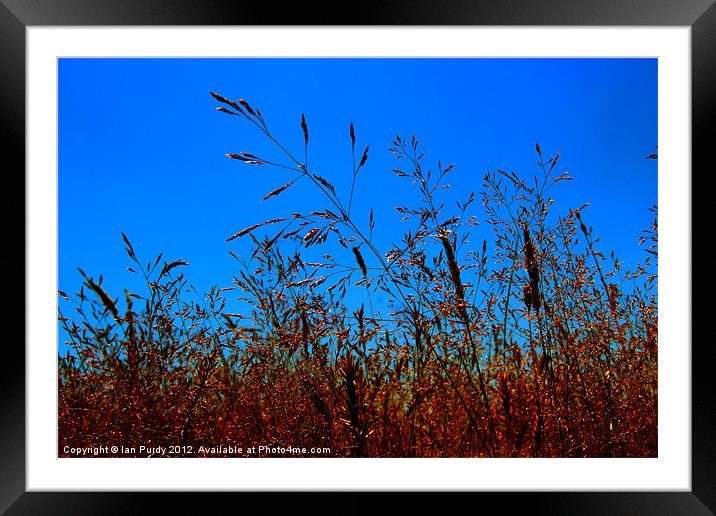 Wild Grasses Framed Mounted Print by Ian Purdy