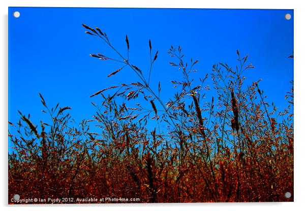 Wild Grasses Acrylic by Ian Purdy