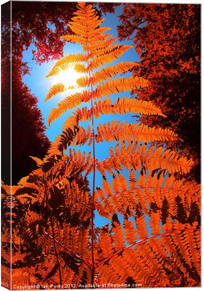 Orange Fern Canvas Print by Ian Purdy