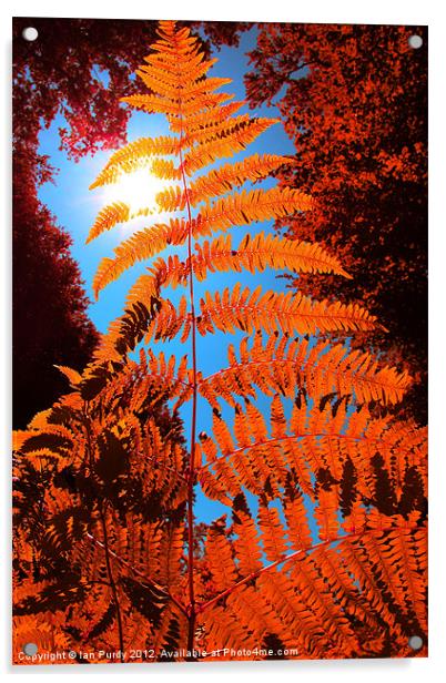 Orange Fern Acrylic by Ian Purdy