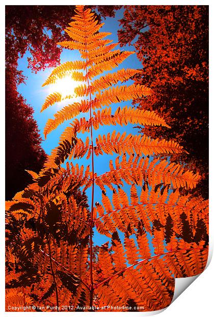 Orange Fern Print by Ian Purdy