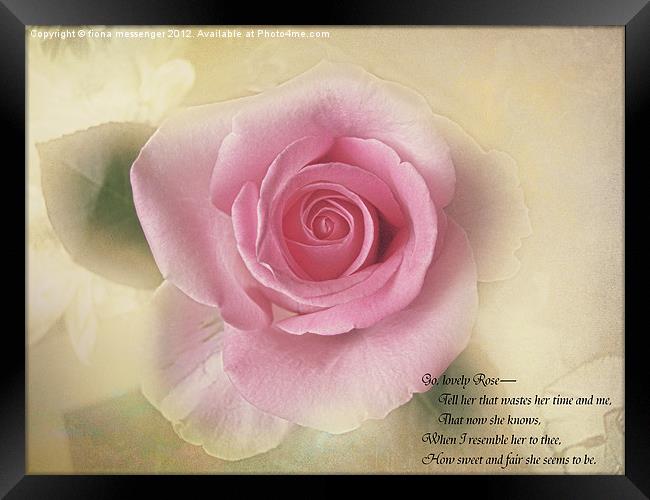 Go lovely Rose Framed Print by Fiona Messenger