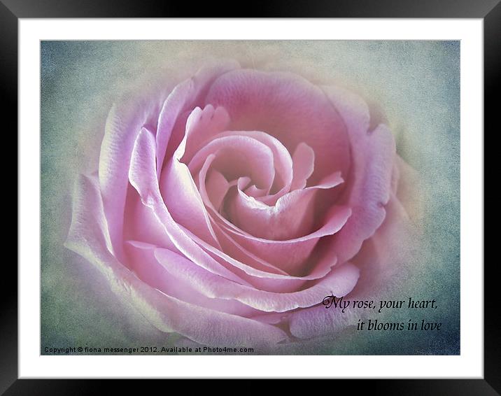 A Rose in the heart of rose Framed Mounted Print by Fiona Messenger