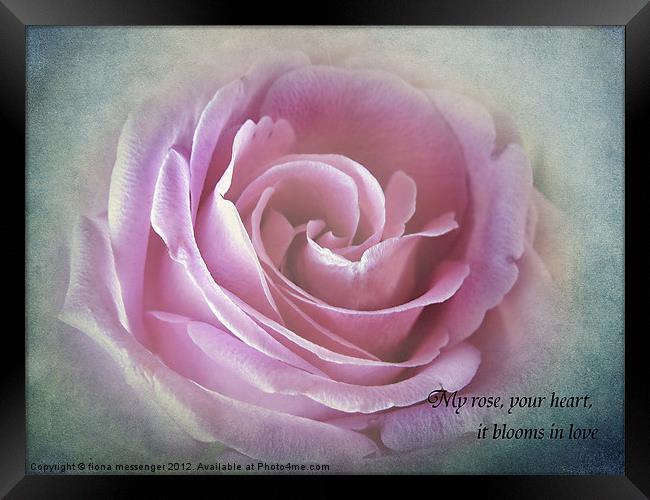 A Rose in the heart of rose Framed Print by Fiona Messenger
