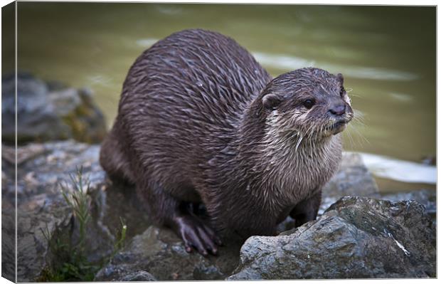 Otter on the Rocks Canvas Print by James Neale