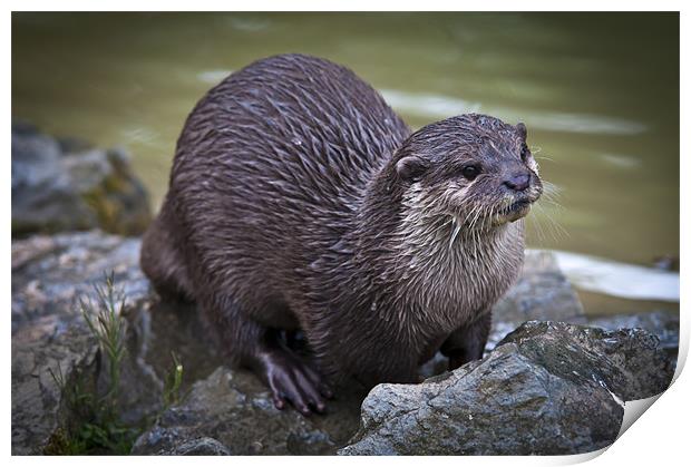 Otter on the Rocks Print by James Neale