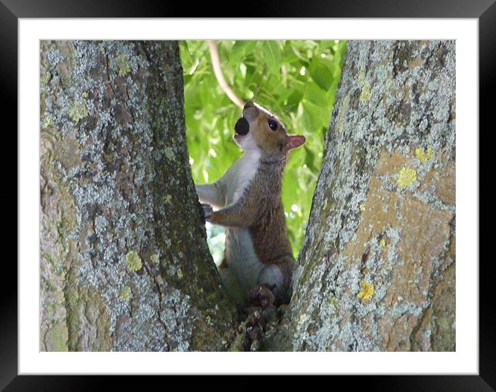 Squirrel claiming its reward Framed Mounted Print by Chuck Foster