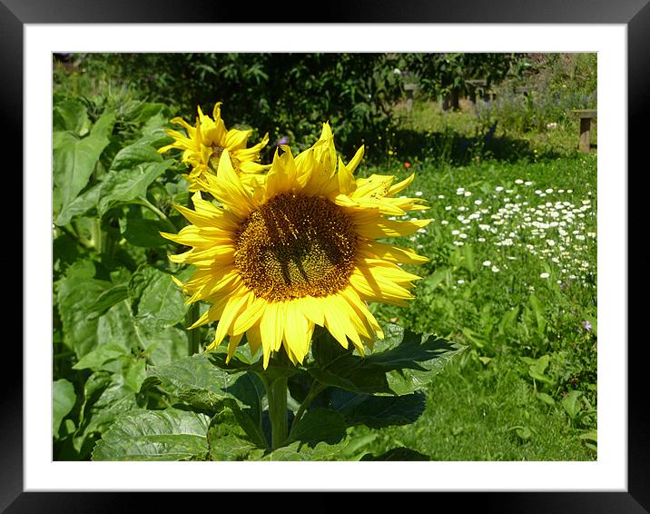 Sunflower in the sun Framed Mounted Print by Chuck Foster