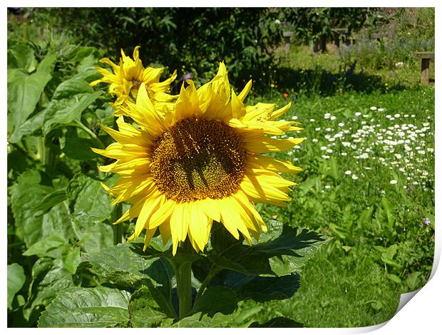 Sunflower in the sun Print by Chuck Foster