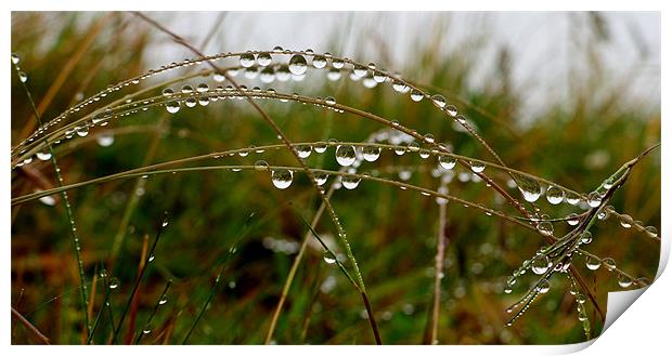 Drops Print by barbara walsh