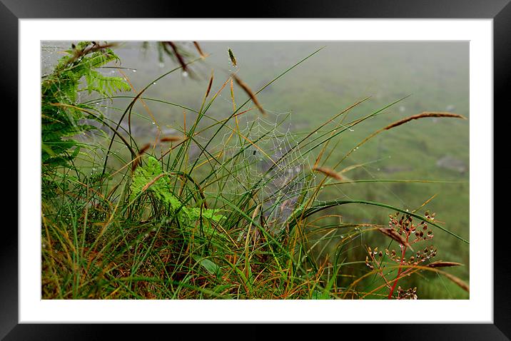 Mist day Framed Mounted Print by barbara walsh