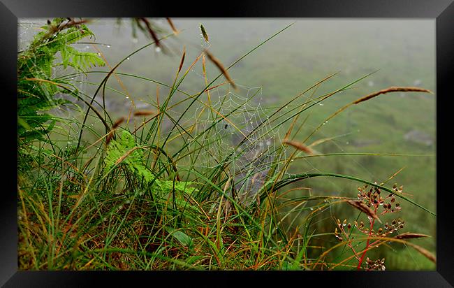 Mist day Framed Print by barbara walsh