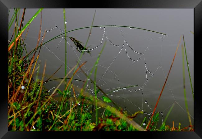 Spider Web Framed Print by barbara walsh